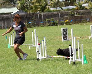 Foster AKC Jumpers - he got a "q"
