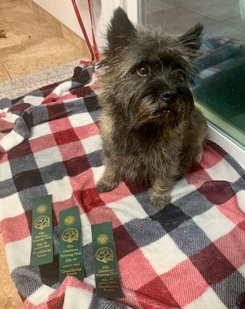 Amber with her agility ribbons from Nov 2023
