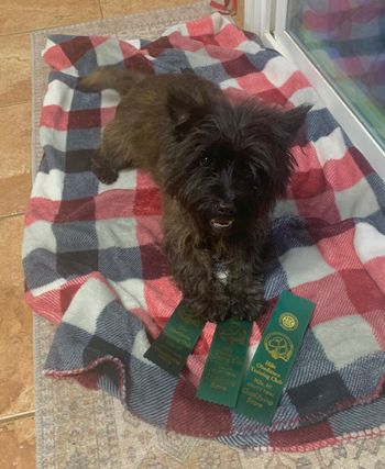 Skipper and her agility ribbons
