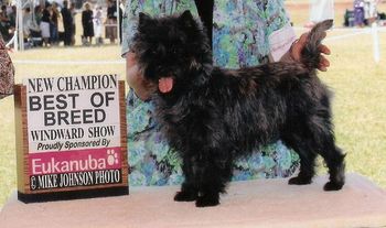 New Champion "Sunny" Nakoa Celtic Sunrise at Namaka, Ch Fenner's Celtic Ale x Ch Boldoak's Berry Pie RE "Halle". Finished by her owner Frances Moniz.
