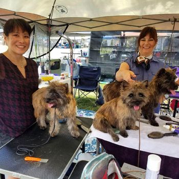 Three sisters. Smudge has a lovely owner new to dog shows.
