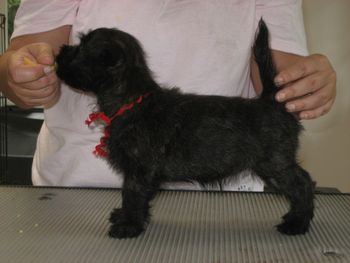 Susie 8 weeks - now lives with Carolyn Lambert at Fenner Cairn Terriers in Oro Valley Az

