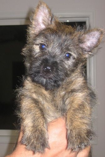 Tipper at 8 weeks. Tipper lives with Susan Ancheta and family who also raise and show Shelties.
