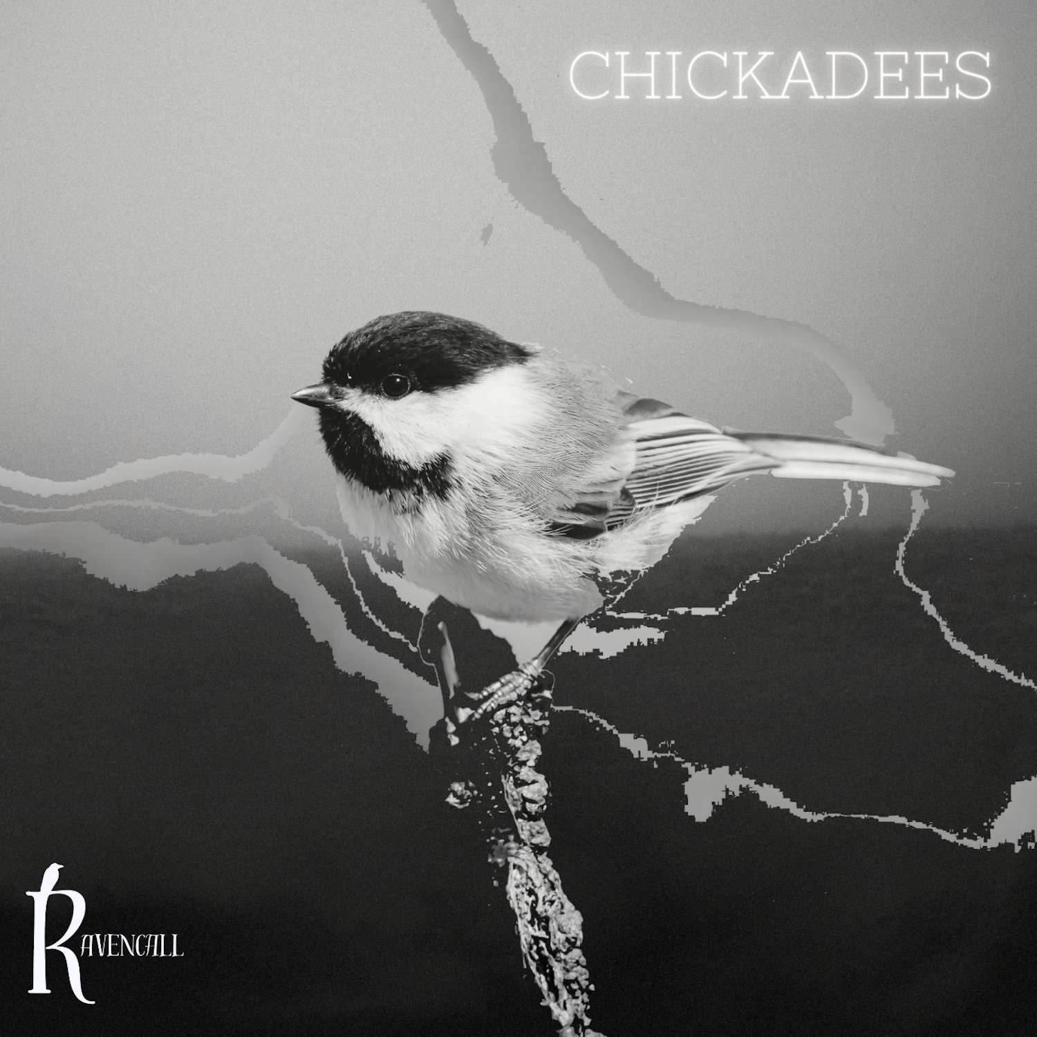 Black and white album art of a chickadee on abstract background