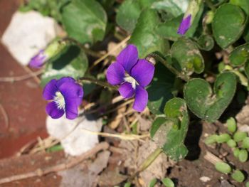 2violets
