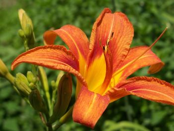 Daylilly
