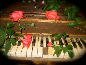 Red Rose Harmonium
