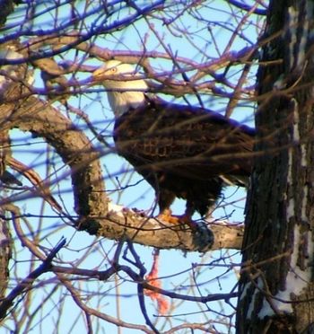 Bald Eagle with Lunch, Bolton Lake -Mike Harrison '07
