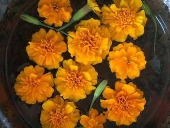 "Magical Marigolds" © photo by SaraCarlsonMusicDanceArt
