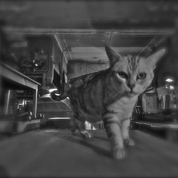 Ghost cat / photography by David Holler (c) 2012
