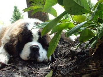 Nana taking a nap in the bushes
