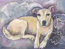 Animal & Pet Portraits