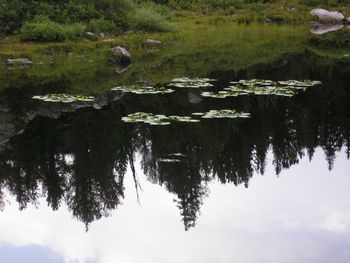 Lillies_in_Lake
