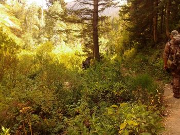 Mr. Moose Near the Tree
