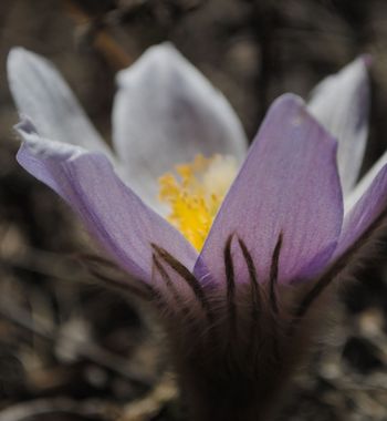 crocus4
