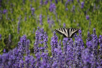 Amidst the Lavender
