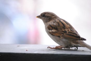 Inspiration 2 Sparrow
