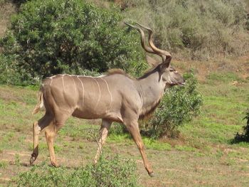 Nyala. One roamed around our camp. I loved finding him by my tent. White markings break up body shape and make them difficult to distinguish through trees/bush for prey.
