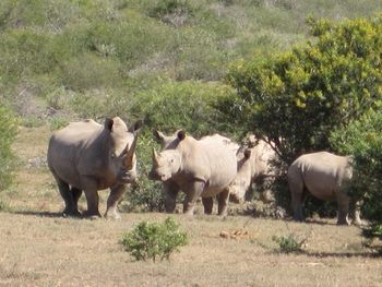 White Rhino. As you see, they form groups whereas the black rhino runs solo...
