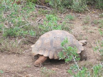 Tortoise. Never pick one up unless to save its life. Fear makes them secrete a liquid that causes dehydration and death if they are unable to reach water.
