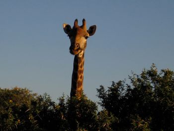 Giraffe. Fine browser. One of the few species that form loose associations.
