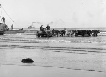 1910..classic photo of a 'clean' shippies breaking over 100 years ago and the guys have no idea whats going to happen in 50 years time...the first surfboard on those classic waves....cowabunga!!!..
