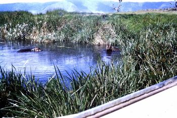 Mal Eggington gets brave and up and close with the hippo's...Ngorongoro crater... The Serengeti ....Maasai warrior country...1972
