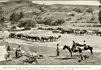 still using bullock teams...no trucks in the country yet...Kaitaia 1923
