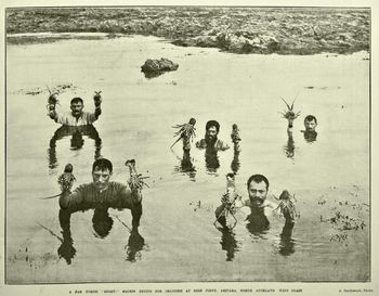 plenty of crays around in 1912....Reef Point Ahipara
