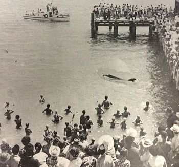 march 1956...'Opo' the friendly dolphin....
