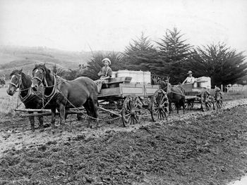 milk collection 1930s
