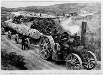 hauling logs at Kaiwaka 1909
