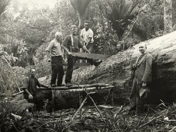 Cross-cutting a massive log ..West Coast
