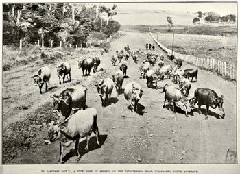 1913...Tangiteroria road
