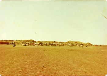 first water hole.......Southern Sahara
