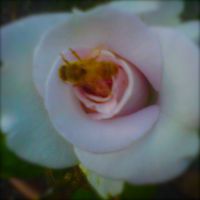 There Is No Rose by Sleeping Bee