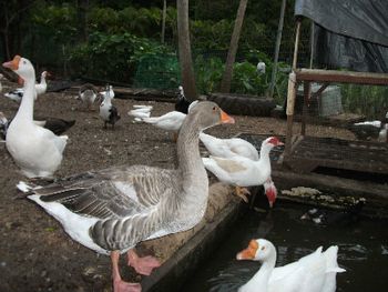 Olomana_Gardens_Ducks
