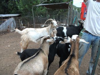 feeding_the_goats_at_Olomana_farm

