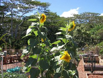 Sunflowers
