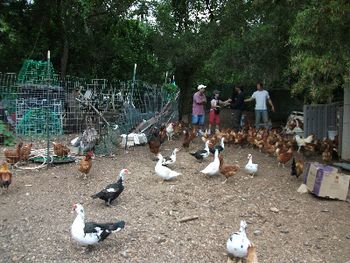 chickens__geese_and_ducks_at_olomana
