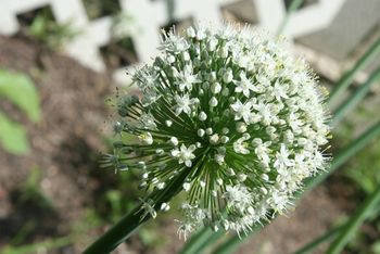 Garlic Blossom
