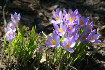 Crocus in bloom Nature's messenger heralding Spring
