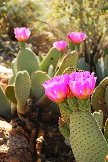 Terry Matsuoka- Cacti digital
