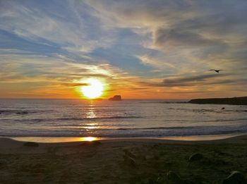 Terry_Matsuoka-_Sunset_with_Elephant_Seals
