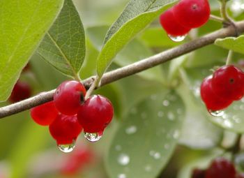 Winterberries
