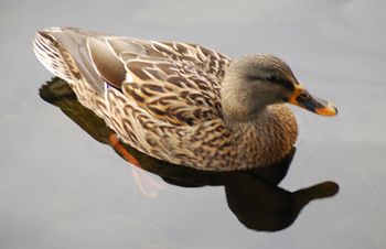 Mallard 2
