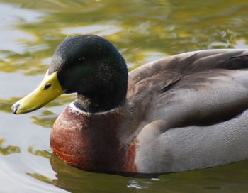 Mallard 1
