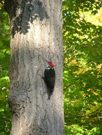 Pileated woodpecker
