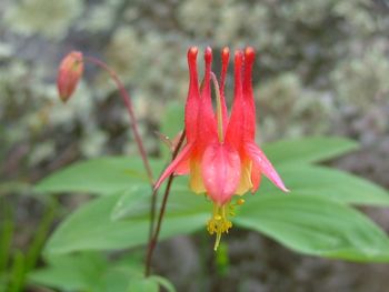 columbines_011
