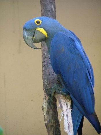 hyacinthe_macaw
